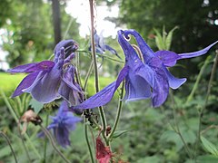 Fleurs d'Ancolie commune.