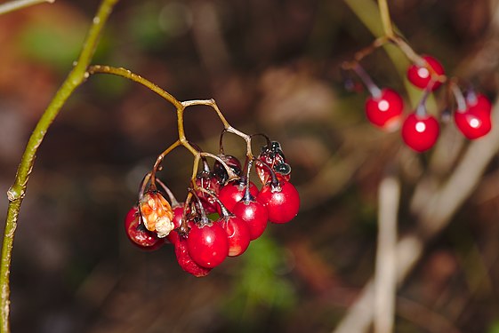 Fruits of a bittersweet, one is decomposing