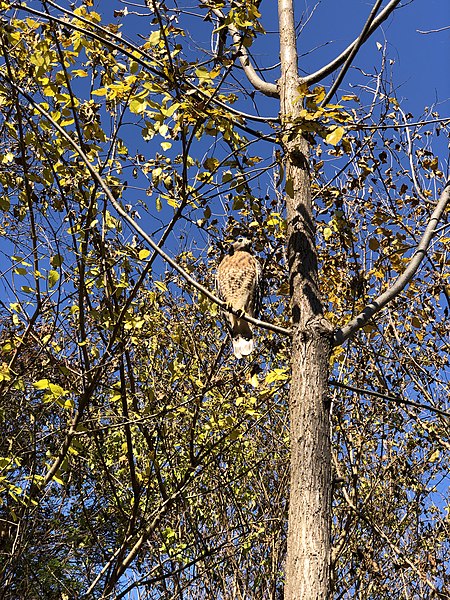 File:2021-11-18 12 36 34 Hawk on a tree along a wooded walking path in the Franklin Farm section of Oak Hill, Fairfax County, Virginia.jpg