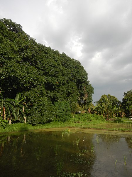 File:629Malibo Matanda Bata Farm Market Roads Pandi Bulacan 34.jpg