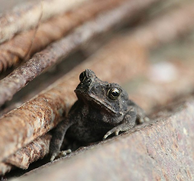 File:A Toad.jpg