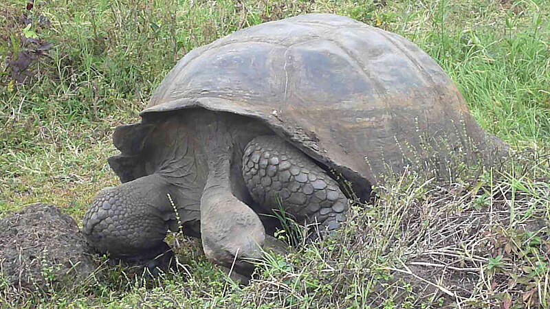 File:A gigantic galapagos tortuga on the island of santa cruz.JPG