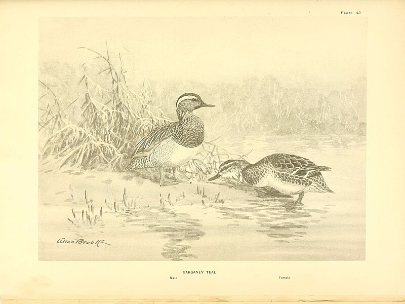 File:A natural history of the ducks (6276092635).jpg