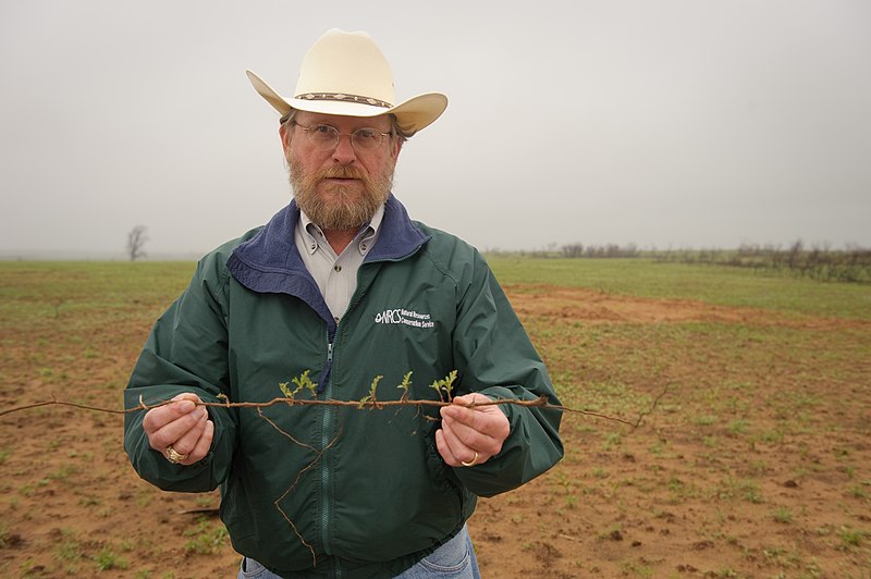 File:A wildfire destroyed the above ground part of this plant, but regrowth is occuring on the plant's rhizomes that are just below the soil's surface. (24815813800).jpg