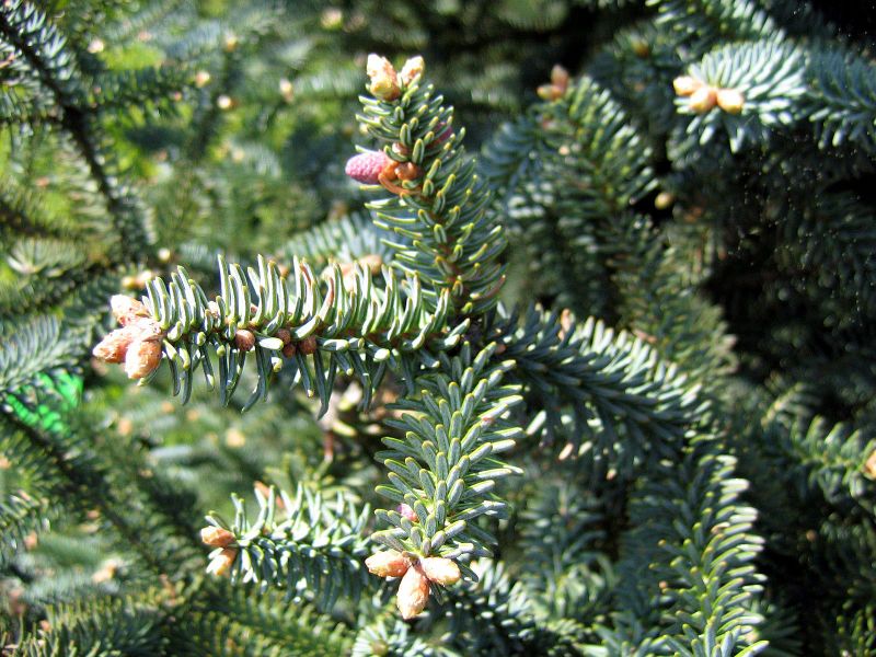 File:Abies pinsapo Glauca 02.jpg