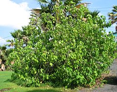 kritično ugrožena vrsta Abutilon sandwicense s otoka Oahu