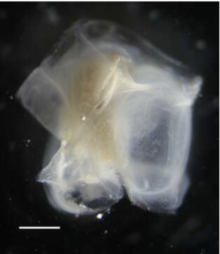 <i>Abyla</i> (cnidarian) Genus of cnidarians