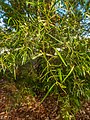 Acacia floribunda inflorescences 7th Brigade Park Chermside L1070556.jpg