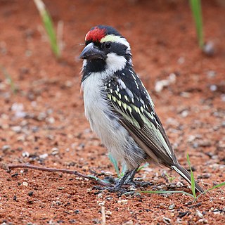 Acacia pied barbet Species of bird