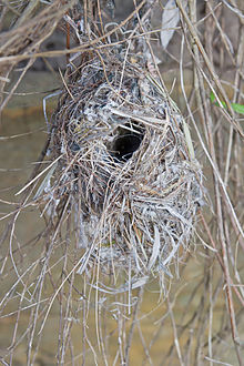 Acanthiza pusilla nest - Austin's Ferry.jpg