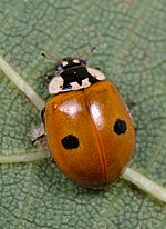 Miniatura para Adalia bipunctata