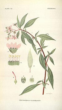 Addisonia (PLATE 73) (8576396277).jpg