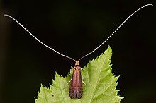 Adela caeruleella ♂ (33910762478).jpg