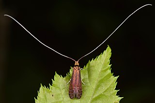 <i>Adela caeruleella</i> Species of moth