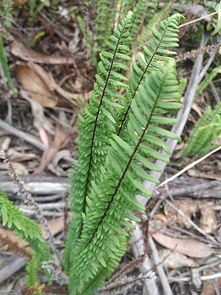 <i>Adiantopsis</i> Genus of ferns