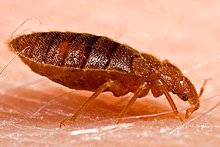 Adult Adult bed bug, Cimex lectularius.jpg