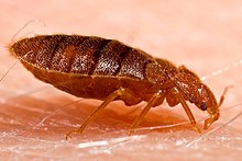 Cimice da letto per adulti, Cimex lectularius.jpg