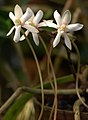 Aerangis verdickii