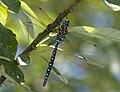 Thumbnail for Paddle-tailed darner