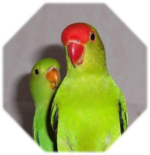 Black-winged lovebird Species of bird