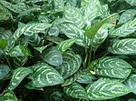 Miniatura para Aglaonema commutatum