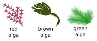 A seaweed is a macroscopic form of red or brown or green algae Algae Pengo.svg