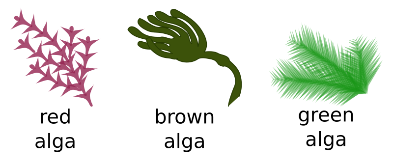 File:Algae Pengo.svg