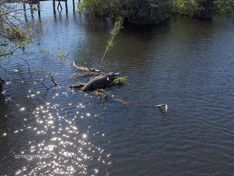 File:Alligator at Royal Palm^ - panoramio.jpg