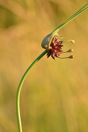 Allium oleraceum