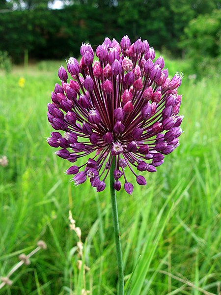 File:Allium rotundum 22(2). Khutorska.jpg