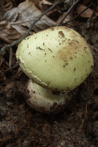 File:Amanita citrina, Sopot 2009 01.jpg