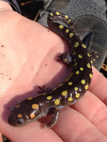 File:Ambystoma maculatum Tyson.JPG