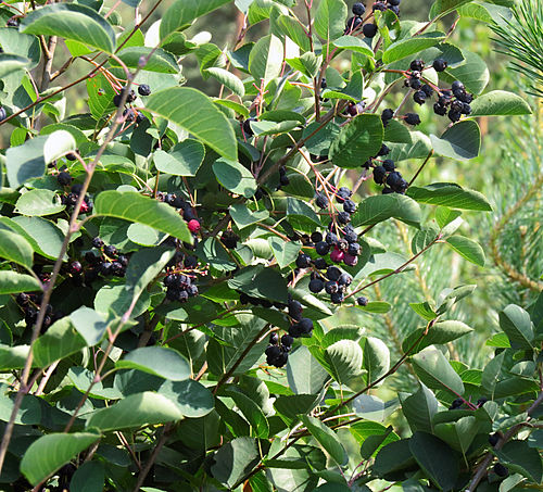 Живая изгородь из ирги. Ирга круглолистная (Amelanchier ovalis). Ирга круглолистная куст. Ирга колосистая. Ирга круглолистная "ovalis".