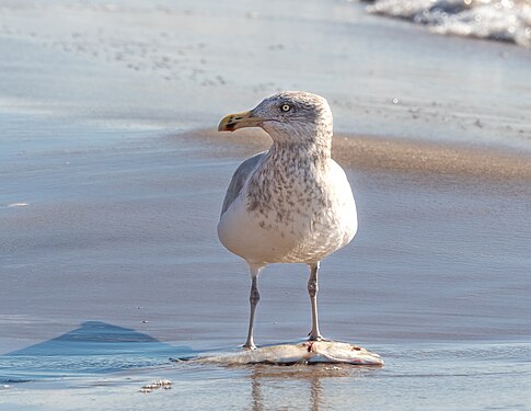 Herring gull with dead fish at Plumb Beach