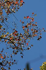 Thumbnail for File:American Sweetgum in Bear Creek Lake State Park (5091044705).jpg