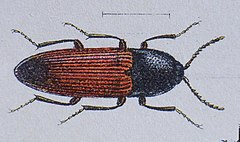 Description de l'image Ampedus balteatus Reitter.JPG.