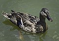 * Nomination Mallard (Anas platyrhynchos), female swimming --PumpkinSky 23:18, 29 May 2017 (UTC) * Decline Ah... so close... Composition is good but DoF a little short so you got the focus mostly on the body and not on the head and face. --W.carter 10:09, 30 May 2017 (UTC)