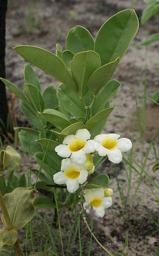 <i>Anemopaegma glaucum</i> Species of flowering plant