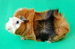 Thumbnail for Abyssinian guinea pig