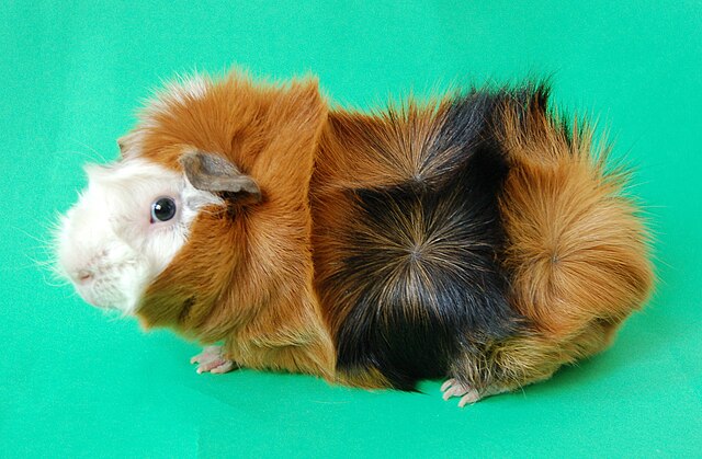 Himalayan abyssinian sales guinea pig