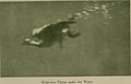Animal life under water (1920) (17577127653).jpg