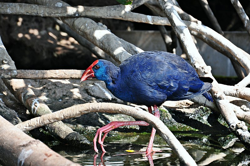 File:Animales del oceanografico-valencia-2009 (14).JPG