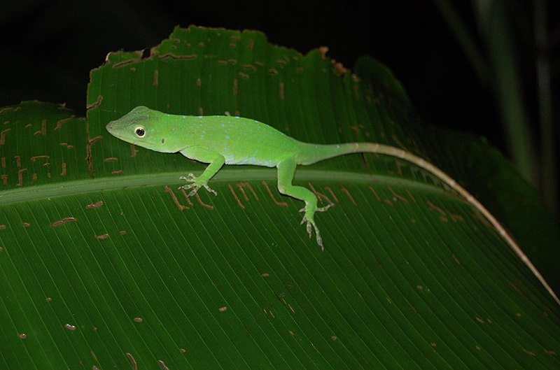 Archivo:Anolis biporcatus, Costa Rica.JPG