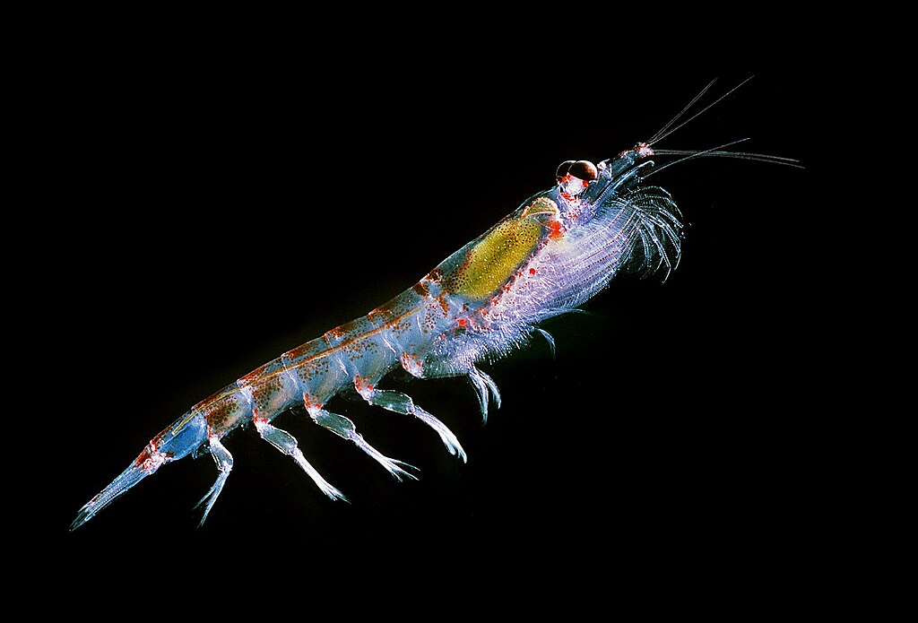 Antarctic krill (Euphausia superba)