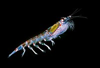 The Antarctic Krill