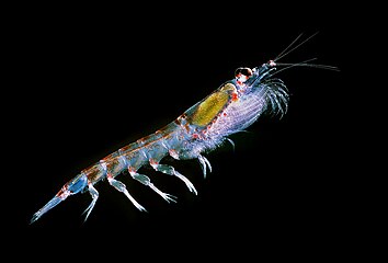 Antarctic krill form one of the largest biomasses of any individual animal species.[41]