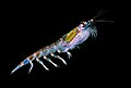 16 Antarctic krill (Euphausia superba) uploaded by Uwe kils, nominated by Amada44