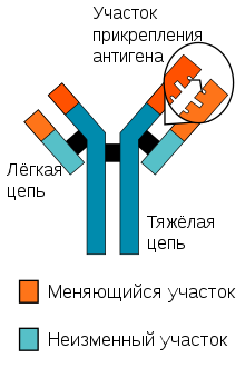 Antikörperketten-ru.svg