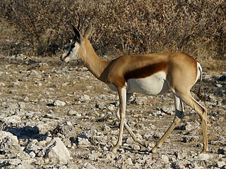 Springbokooi by Chudopwatergat, oostelike Etoshawildtuin, Namibië