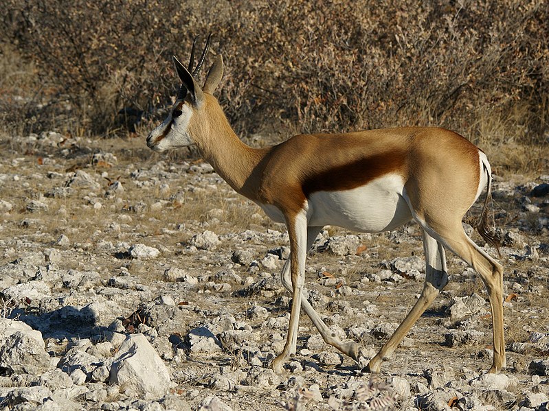 File:Antidorcas marsupialis 1.jpg